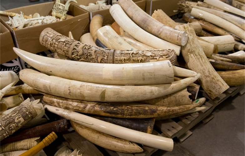 ivory stockpile Credit Julie Larsen MaherWCS